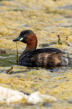 Little Grebe spotted in Father Collins Park, Dublin. Feeds on small fish, insects, and aquatic invertebrates. Commonly found in ponds, lakes, and marshes across Europe and parts of Asia. clipart