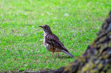 Mistle Thrush Phoenix Park, Dublin 'de görüldü. Böğürtlen, böcek ve tohumlarla besleniyor. Ormanlık alanlarda, parklarda ve Avrupa, Asya ve Kuzey Afrika 'daki bahçelerde yaygın olarak bulunur..