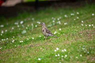 Mistle Thrush Phoenix Park, Dublin 'de görüldü. Böğürtlen, böcek ve tohumlarla besleniyor. Ormanlık alanlarda, parklarda ve Avrupa, Asya ve Kuzey Afrika 'daki bahçelerde yaygın olarak bulunur..