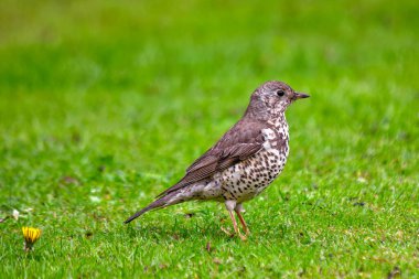 Mistle Thrush Phoenix Park, Dublin 'de görüldü. Böğürtlen, böcek ve tohumlarla besleniyor. Ormanlık alanlarda, parklarda ve Avrupa, Asya ve Kuzey Afrika 'daki bahçelerde yaygın olarak bulunur..