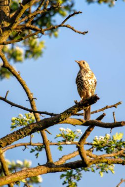 Mistle Thrush spotted in Phoenix Park, Dublin. Feeds on berries, insects, and seeds. Commonly found in woodlands, parks, and gardens across Europe, Asia, and North Africa. clipart