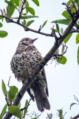 Mistle Thrush Phoenix Park, Dublin 'de görüldü. Böğürtlen, böcek ve tohumlarla besleniyor. Ormanlık alanlarda, parklarda ve Avrupa, Asya ve Kuzey Afrika 'daki bahçelerde yaygın olarak bulunur..