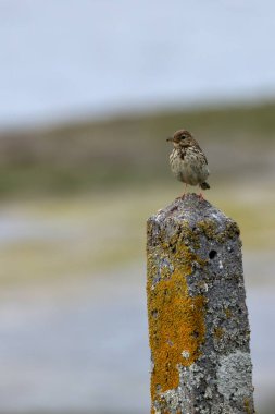 Meadow Pipit, Bull Adası, Clontarf, Dublin 'de görüldü. Böcek ve tohumlarla besleniyor. Yaygın olarak Avrupa ve batı Asya 'daki çayırlar, kırlar ve kıyı bölgelerinde bulunur..