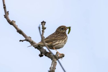 Meadow Pipit, Bull Adası, Clontarf, Dublin 'de görüldü. Böcek ve tohumlarla besleniyor. Yaygın olarak Avrupa ve batı Asya 'daki çayırlar, kırlar ve kıyı bölgelerinde bulunur..