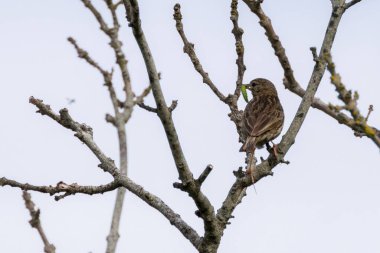 Meadow Pipit spotted on Bull Island, Clontarf, Dublin. Feeds on insects and seeds. Commonly found in grasslands, moors, and coastal areas across Europe and western Asia. clipart