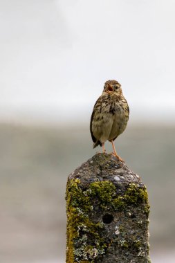 Meadow Pipit, Bull Adası, Clontarf, Dublin 'de görüldü. Böcek ve tohumlarla besleniyor. Yaygın olarak Avrupa ve batı Asya 'daki çayırlar, kırlar ve kıyı bölgelerinde bulunur..