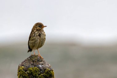 Meadow Pipit, Bull Adası, Clontarf, Dublin 'de görüldü. Böcek ve tohumlarla besleniyor. Yaygın olarak Avrupa ve batı Asya 'daki çayırlar, kırlar ve kıyı bölgelerinde bulunur..