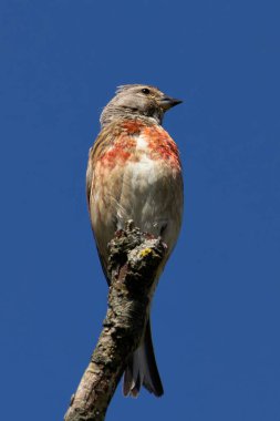 Erkek Linnet Bull Island, Dublin 'de görüldü. Tohumlar ve küçük böceklerle besleniyor. Genellikle Avrupa, Kuzey Afrika ve Batı Asya 'daki Heathlands, Scroove kıyı bölgelerinde bulunur.. 