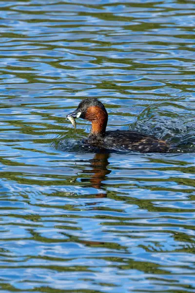 stock image Little Grebe spotted in Father Collins Park, Dublin. Feeds on small fish, insects, and aquatic invertebrates. Commonly found in ponds, lakes, and marshes across Europe and parts of Asia.