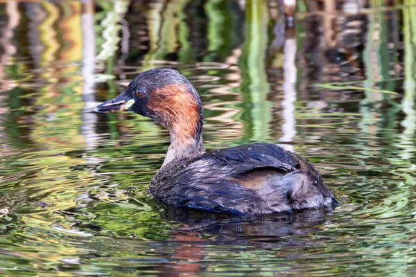 stock image Little Grebe spotted in Father Collins Park, Dublin. Feeds on small fish, insects, and aquatic invertebrates. Commonly found in ponds, lakes, and marshes across Europe and parts of Asia.