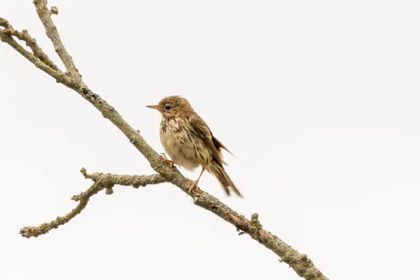 stock image Meadow Pipit spotted on Bull Island, Clontarf, Dublin. Feeds on insects and seeds. Commonly found in grasslands, moors, and coastal areas across Europe and western Asia.