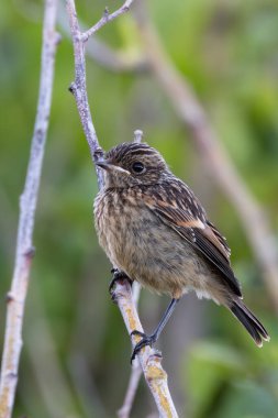 Turvey Doğa Rezervi, Dublin 'e tünemiş bir taş. Bu kuş böcek, tohum ve böğürtlenlerle beslenir.. 