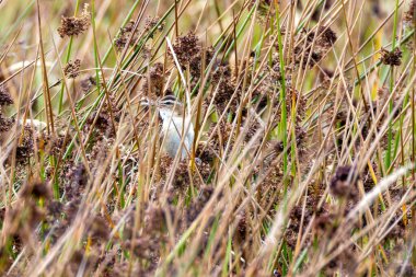 Turvey Doğa Rezervi, Dublin 'de bir çalı bülbülü tespit edildi. Bu kuş böcekler ve küçük omurgasızlarla beslenir..