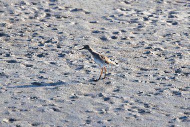 Dublin, Clontarf sahilinde yürüyen bir kızılderili. Bu kuş böcekler, kabuklular ve küçük balıklarla beslenir..