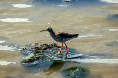 Dublin, Clontarf sahilinde yürüyen bir kızılderili. Bu kuş böcekler, kabuklular ve küçük balıklarla beslenir..