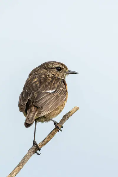 stock image A stonechat perched in Turvey Nature Reserve, Dublin. This bird feeds on insects, seeds, and berries. 