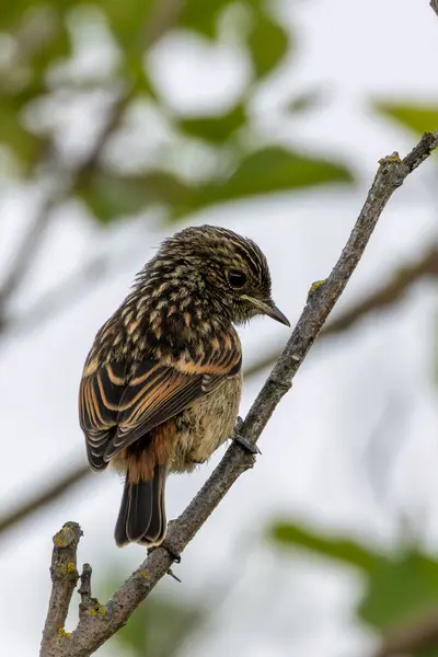 stock image A stonechat perched in Turvey Nature Reserve, Dublin. This bird feeds on insects, seeds, and berries. 