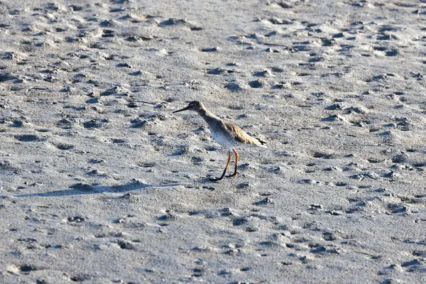 stock image A redshank wading off the coast of Clontarf, Dublin. This bird feeds on insects, crustaceans, and small fish.