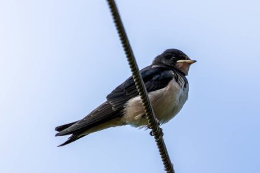 Turvey Doğa Koruma Alanı Dublin 'de uçan bir kırlangıç. Bu kuş uçan böceklerle beslenir..