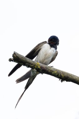Turvey Doğa Koruma Alanı Dublin 'de uçan bir kırlangıç. Bu kuş uçan böceklerle beslenir..