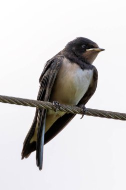 Turvey Doğa Koruma Alanı Dublin 'de uçan bir kırlangıç. Bu kuş uçan böceklerle beslenir..
