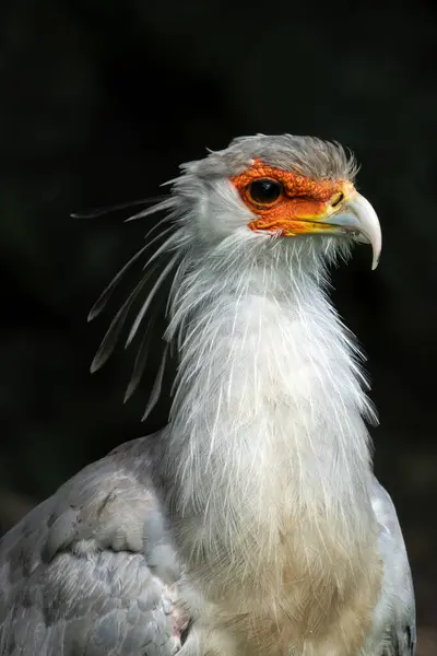 stock image A secretary bird striding through the African savannas. This bird preys on snakes, insects, and small mammals.