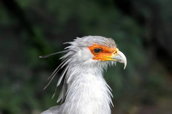 stock image A secretary bird striding through the African savannas. This bird preys on snakes, insects, and small mammals.