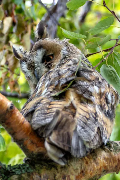 stock image A long-eared owl perched in Hoofddorp, Netherlands. This owl feeds on small mammals, birds, and insects.