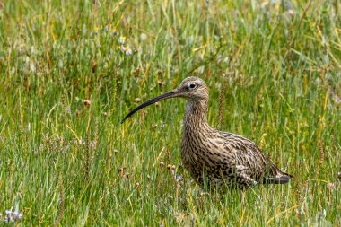 Boğa Adası, Dublin 'de otların arasında kıvrılan bir bukle. Bu kuş böcekler, solucanlar ve küçük su hayvanlarıyla beslenir..