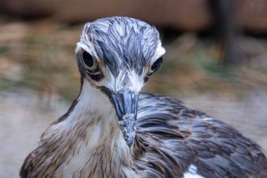 Bir çalı buklesi yiyecek ararken görüldü. Bu gece kuşu böcekler, küçük memeliler ve tohumlarla beslenir.. 