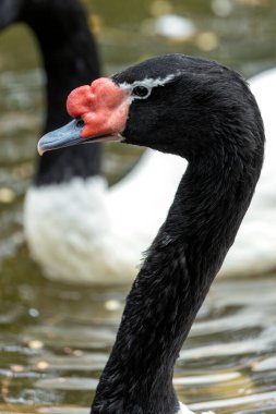 A black-necked swan gliding on a lake. This elegant bird feeds on aquatic plants, algae, and small invertebrates. clipart