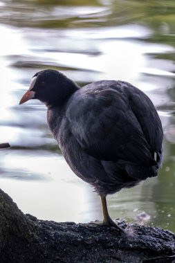 Yaban ördekleri su bitkileri, böcekler ve küçük balıklarla beslenir. Fotoğraf Phoenix Park, Dublin 'de çekildi..