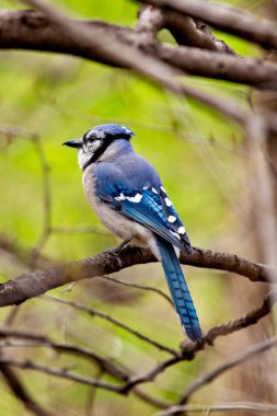 Blue jay feeds on nuts, seeds, and insects. Photo taken in Central Park, New York.  clipart