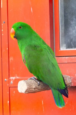 Eclectus parrot feeds on fruits, nuts, and seeds. Commonly found in New Guinea's rainforests. clipart