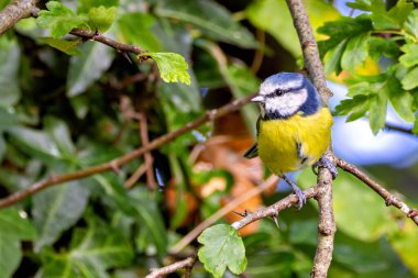 Blue tit feeds on insects, seeds, and nuts. Photo taken in Father Collins Park, Dublin.