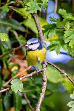 Blue tit feeds on insects, seeds, and nuts. Photo taken in Father Collins Park, Dublin.