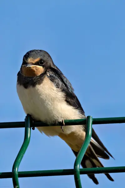 Stock image Barn swallow feeds on insects. Photo taken in Father Collins Park, Dublin, Ireland.