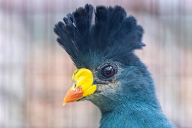 Great blue turaco feeds on fruits and leaves. Commonly found in Central African tropical forests.  clipart