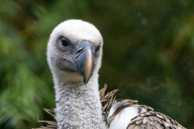 Griffon akbabaları leşlerle beslenir. Avrupa, Kuzey Afrika ve Asya 'daki dağlık bölgelerde yaygın olarak bulunur..