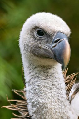 Griffon akbabaları leşlerle beslenir. Avrupa, Kuzey Afrika ve Asya 'daki dağlık bölgelerde yaygın olarak bulunur..