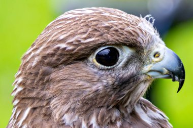 Gyrfalcon kuşlarla ve küçük memelilerle beslenir. Arktik ve Kuzey Kutup altı bölgelerde yaygın olarak bulunur..