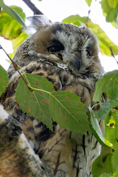 stock image Long-eared owl feeds on small mammals and birds. Commonly found in European and North American woodlands. 