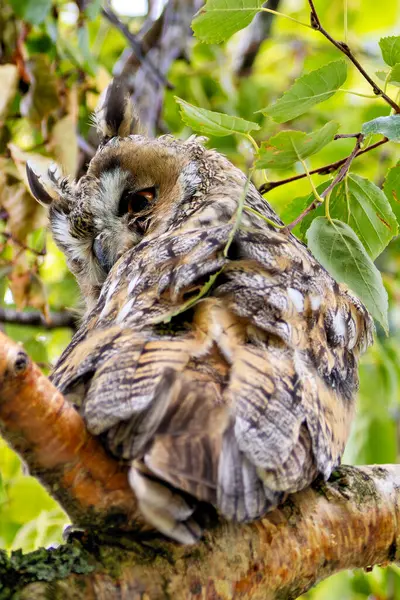 stock image Long-eared owl feeds on small mammals and birds. Commonly found in European and North American woodlands. 