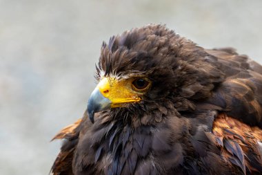 Harris şahini küçük memeliler ve kuşlarla beslenir. Genellikle Amerika 'nın çöllerinde bulunur..