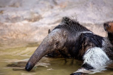 Giant anteater feeds on ants and termites. Commonly found in Central and South American grasslands and forests. clipart