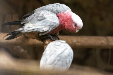 Galah papağanı tohum ve meyvelerle beslenir. Avustralya 'daki açık otlaklarda ve ormanlık alanlarda yaygın olarak bulunur..