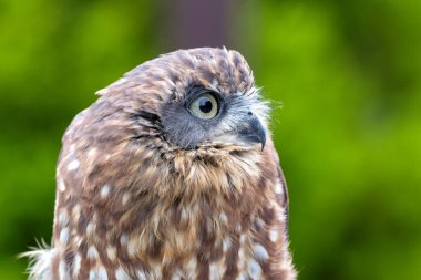 Morepork böcekler ve küçük memelilerle beslenir. Genellikle Yeni Zelanda 'nın ormanlarında ve ormanlarında bulunur..