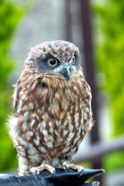 Morepork böcekler ve küçük memelilerle beslenir. Genellikle Yeni Zelanda 'nın ormanlarında ve ormanlarında bulunur..