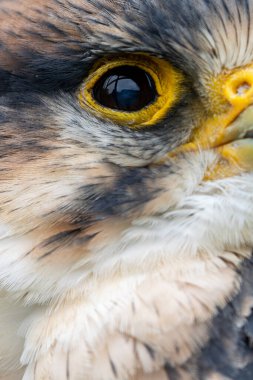 Close-up of a lanner falcon's eye, known for its keen vision. Commonly found in open landscapes and cliffs.  clipart