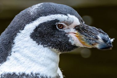 Humboldt penguenleri balık ve mürekkep balıklarıyla beslenir. Genellikle Şili ve Peru kıyıları boyunca bulunur..